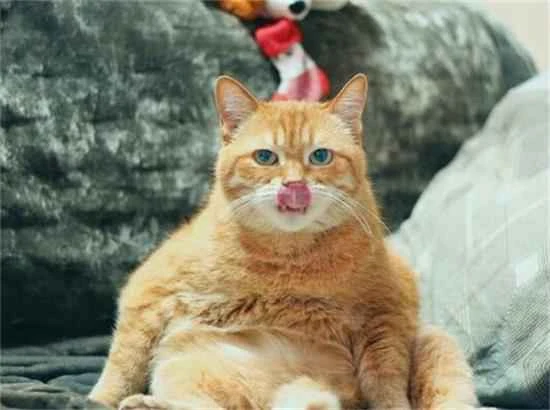 What does a cat's purring mean?