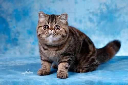 At what age should a kitten be vaccinated?