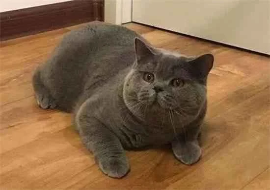 What are the feeding precautions for Russian Blue cats?