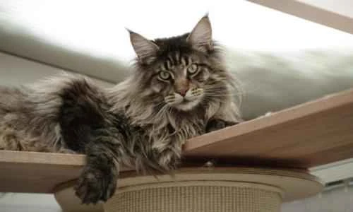 The cat always leaves a piece of poop on the floor.