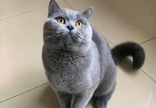 How to feed a Russian Blue cat?