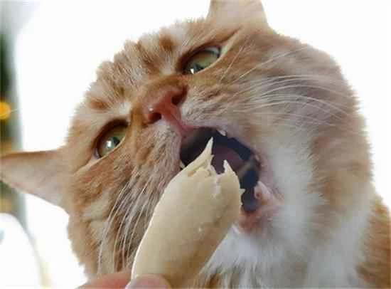 What can cats eat to reduce shedding?