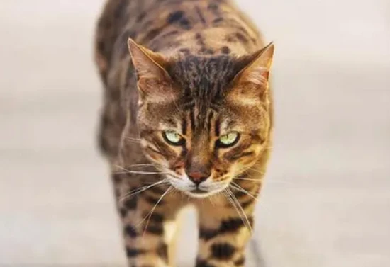 What does it mean when a cat growls?