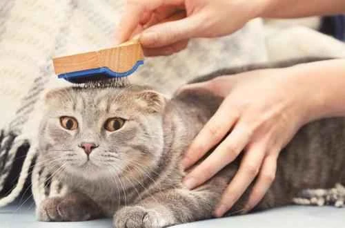 How often should a cat be bathed?