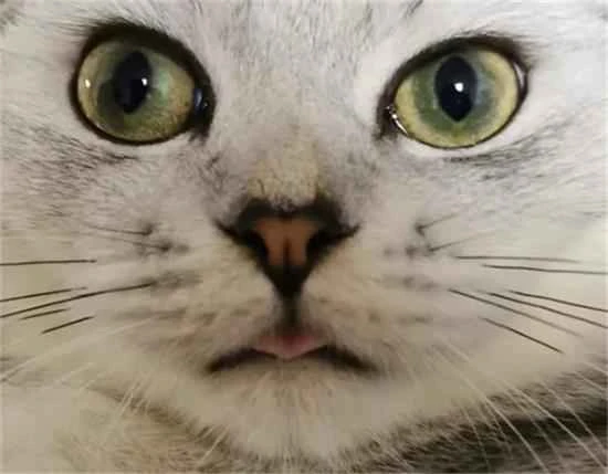 Is it normal for a cat's nose to be wet?