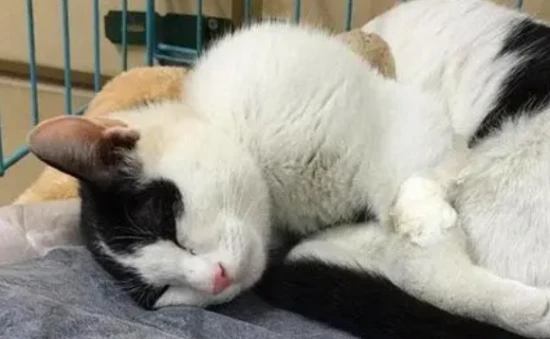 Cat Tooth Extraction Surgery Tutorial