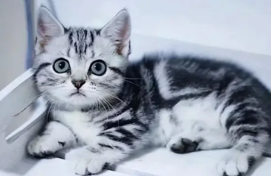 Will it be okay for a cat to eat yogurt?