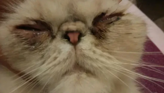 Why is the cat crying?