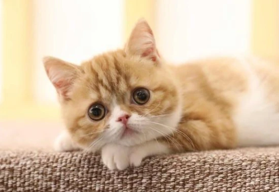 10 Foods Cats Love to Eat