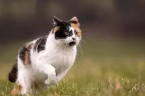 Is excessive eye discharge in cats a sign of illness?