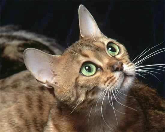 Is it true that cats only love their own kind and not their owners?