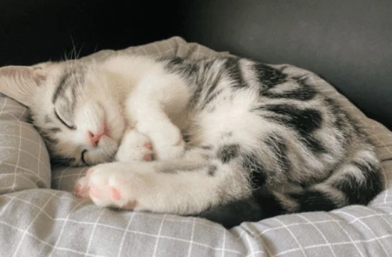 How to solve the problem of a kitten having bad breath?