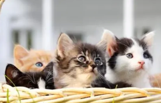 What is a normal heart rate for a cat per minute?