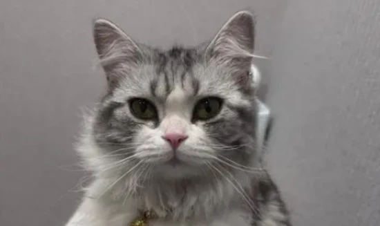 Will cats bring bad luck to the home?