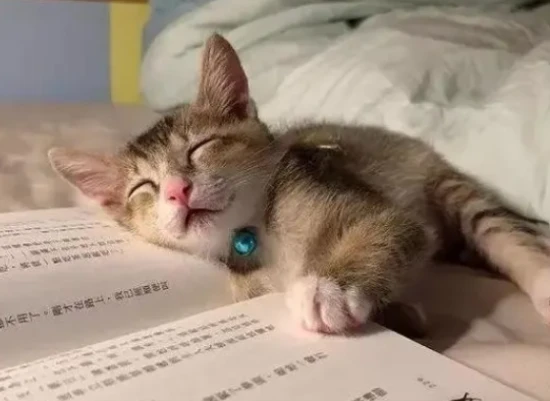 How long is a cat's memory?