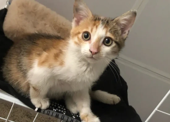 How cold can a cat tolerate in winter, and when should it be kept warm?