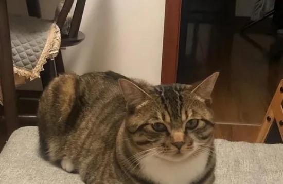 If your tabby cat exhibits these 9 behaviors, it means it has already accepted you as its master!