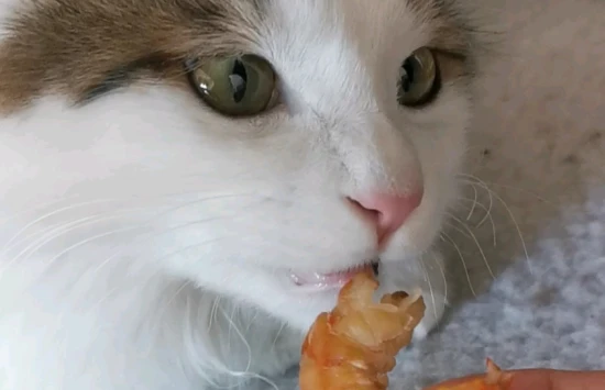 What to do if a cat vomits after eating shrimp?