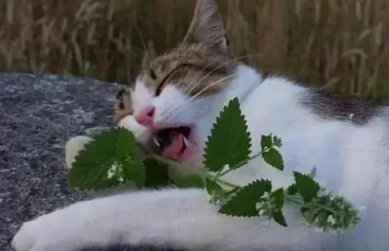 Can I keep smelling catnip?