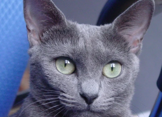 What are the characteristics of the Russian Blue cat?