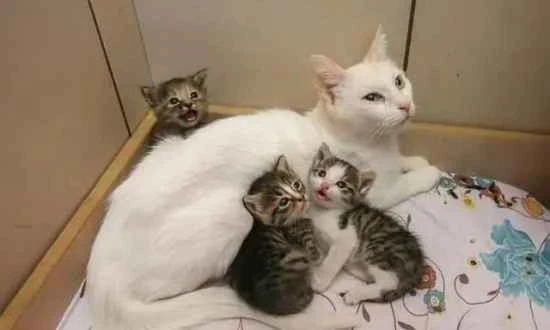 Can a four-month-old kitten defecate on its own?