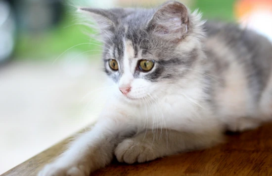 Why does a cat lick you and then bite you?