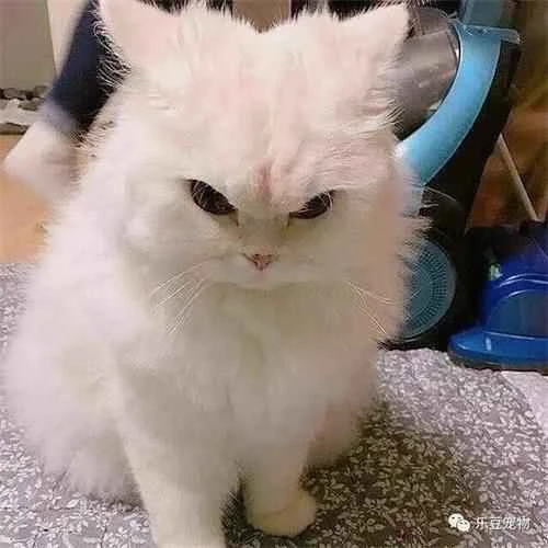 Why did my cat suddenly stop eating its cat food?