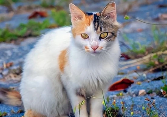 Can cats eat pineapple?