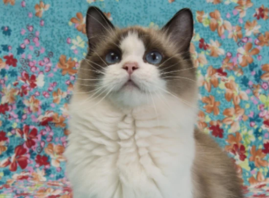 Will a two-month-old kitten defecate on its own?