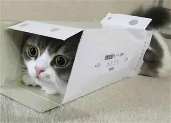 What's the fastest way to get rid of cat fleas?