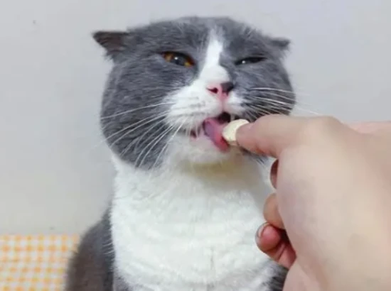 Does cat grass tablet induce vomiting or remove hairballs?