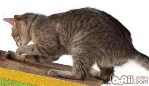 Why do female cats walk with their backs arched?