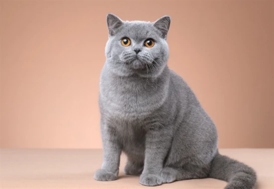 Will I be punished for keeping a cat in my university dormitory?