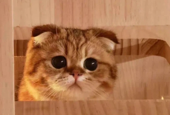 How to repel mosquitoes if you have a cat at home