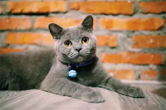 Why are kittens naturally afraid of water?