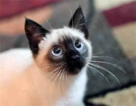 What to do if your cat hides in a corner and won't come out?