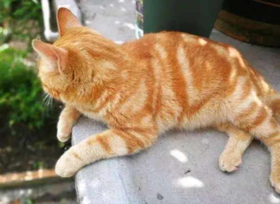 Will cats develop urinary stones if they drink mineral water regularly?