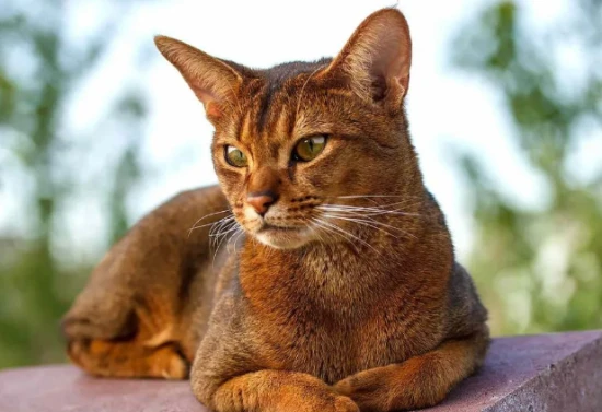 When is the best time to deworm a cat?