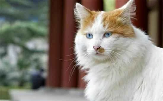 Ten things to avoid when bathing your cat