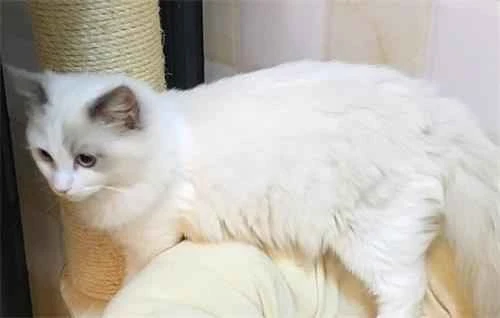 What does it mean when a cat is stiff for 12 hours and then comes back to life?