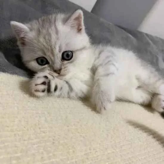 Can cats be infected with plague and how can this be prevented?