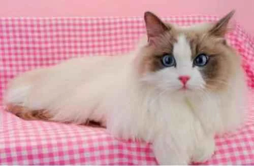 How often should Ragdoll cats be dewormed?
