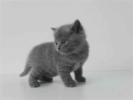 How accurate are feline panleukopenia test strips and test kits?