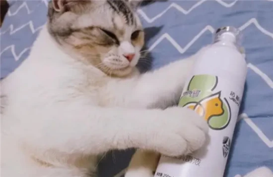 Will a cat die if it drinks 84 disinfectant?