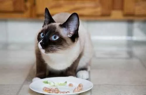 Will putting out cat food at night affect their eating habits?