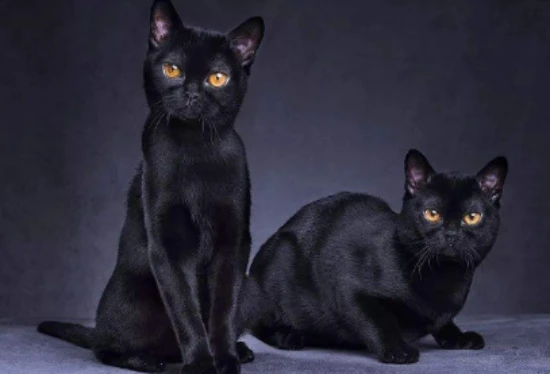 What are the dietary restrictions for Bombay cats?