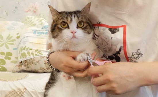 What are some clever tricks to prevent your cat from having its nails trimmed?