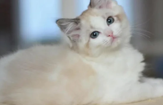 Why do cats always lick the blankets?