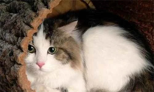 What are the signs that a cat dislikes another cat?