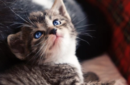 What fruits can't cats eat?